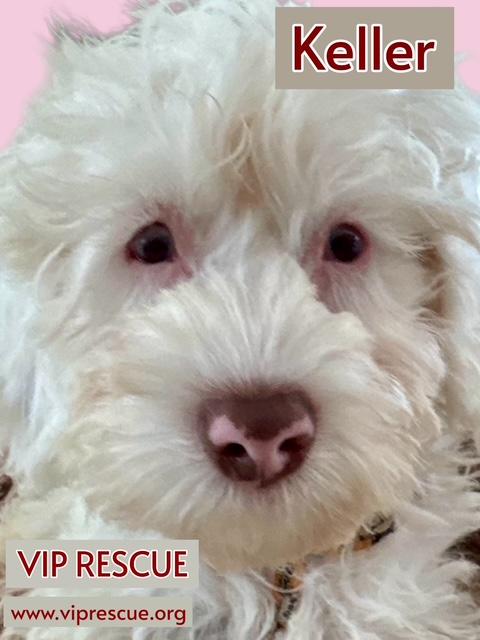 Enlarge Keller / Redington Beach, a Adoptable mixed breed in Redington Beach, FL image 2/5