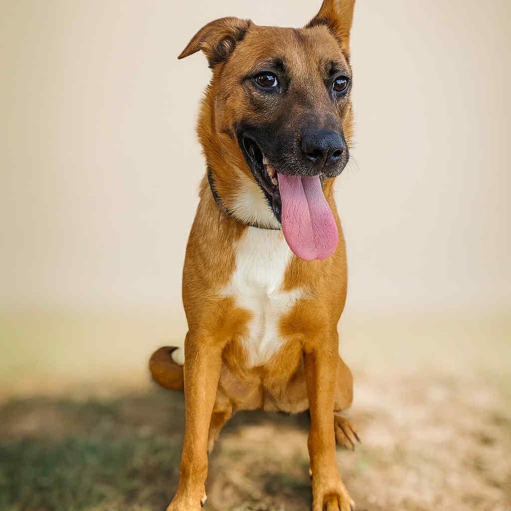 Dulce D46773, Adoptable, Adult Female Shepherd.