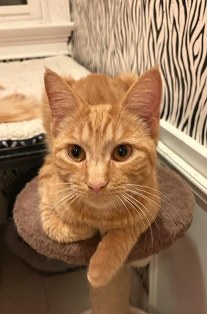 CP - NC Gouda, a ADOPTABLE mixed breed in Winston Salem, NC image 3/5