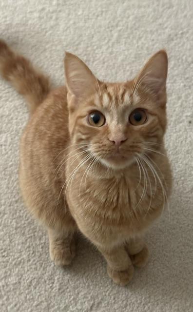 CP - NC Gouda, ADOPTABLE, Kitten Male Domestic Short Hair.