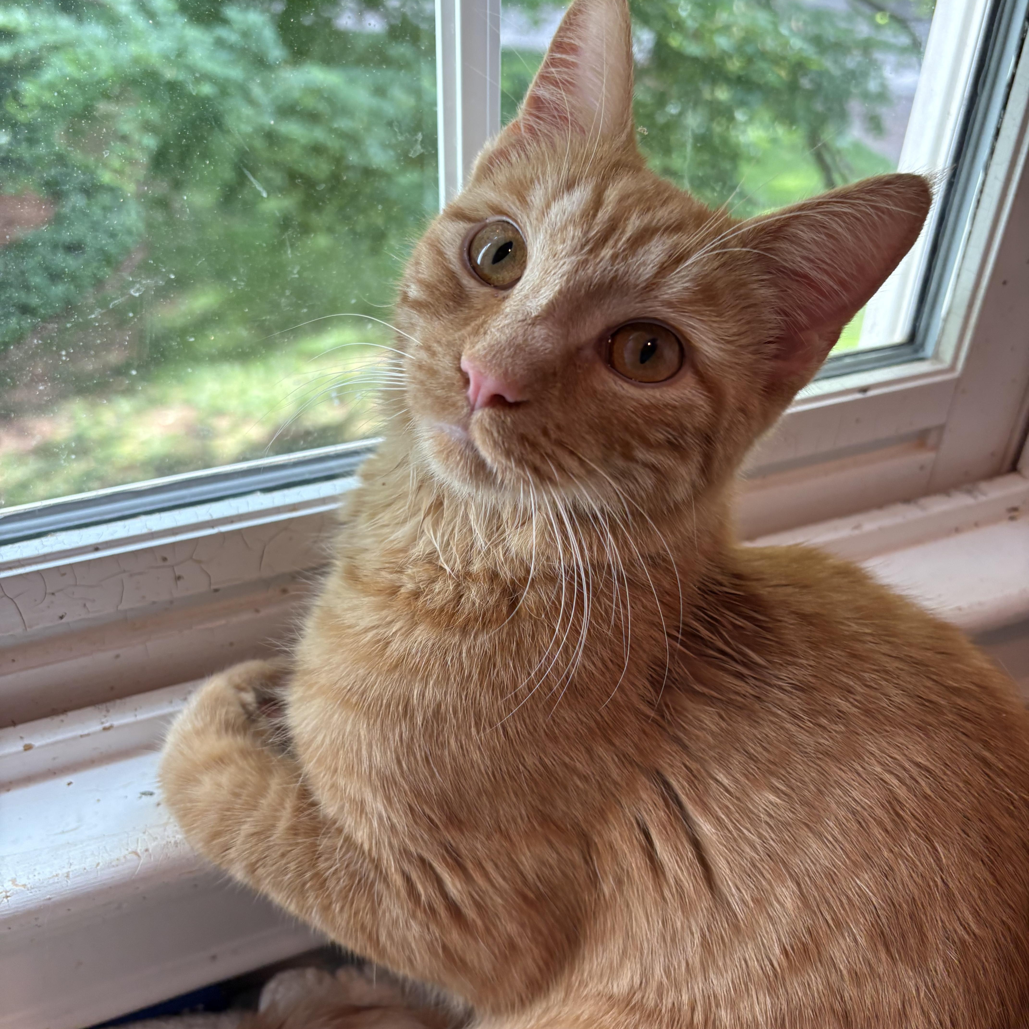 CP - NC Gouda, a ADOPTABLE mixed breed in Winston Salem, NC image 5/5