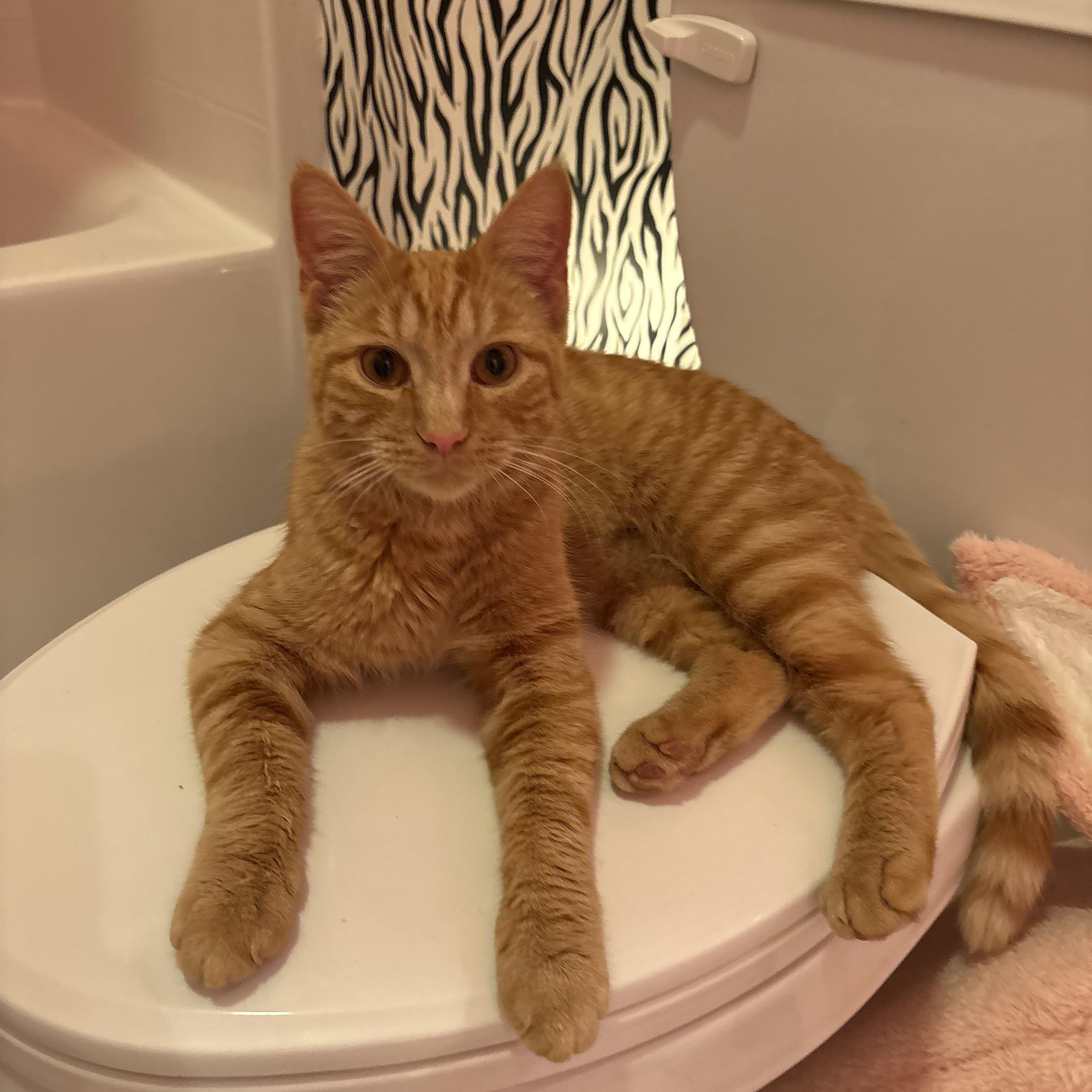 CP - NC Gouda, a ADOPTABLE mixed breed in Winston Salem, NC image 2/5