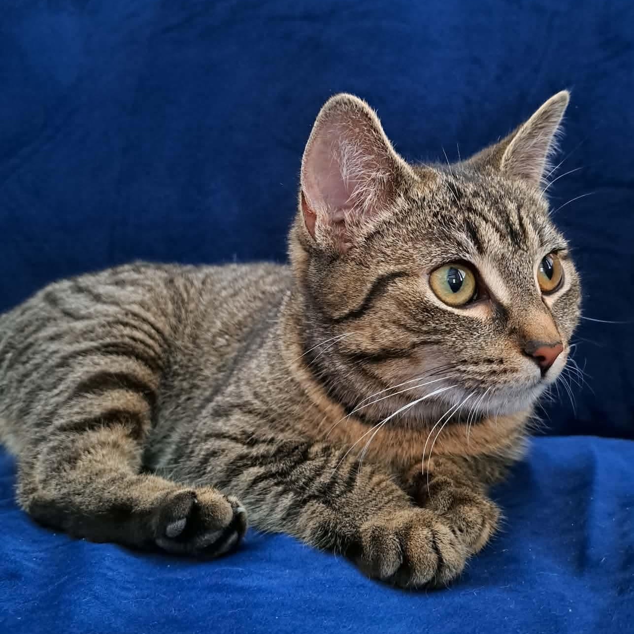 Nifty, ADOPTABLE, Kitten Female Domestic Short Hair.