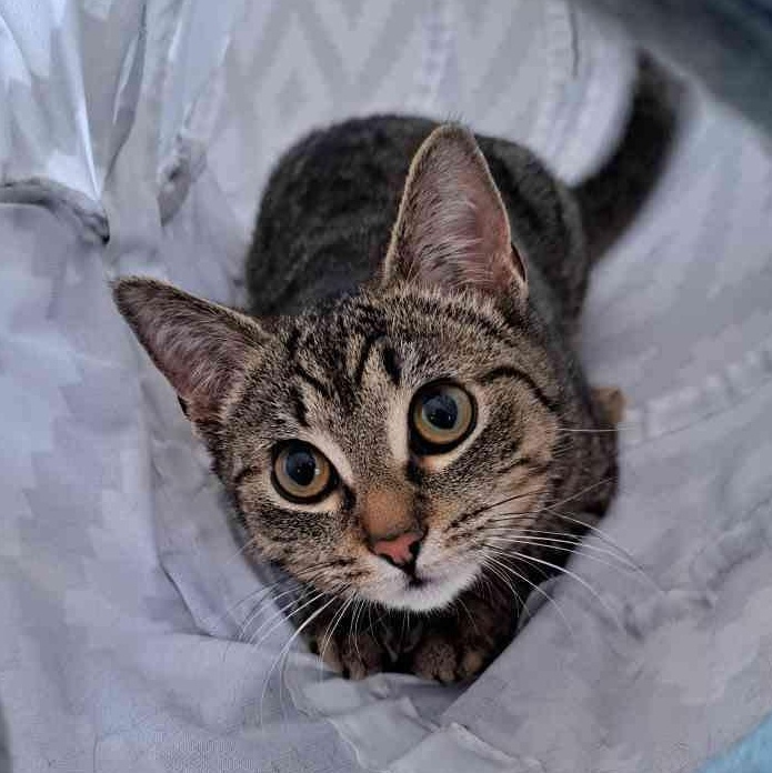 Nifty, ADOPTABLE, Kitten Female Domestic Short Hair.