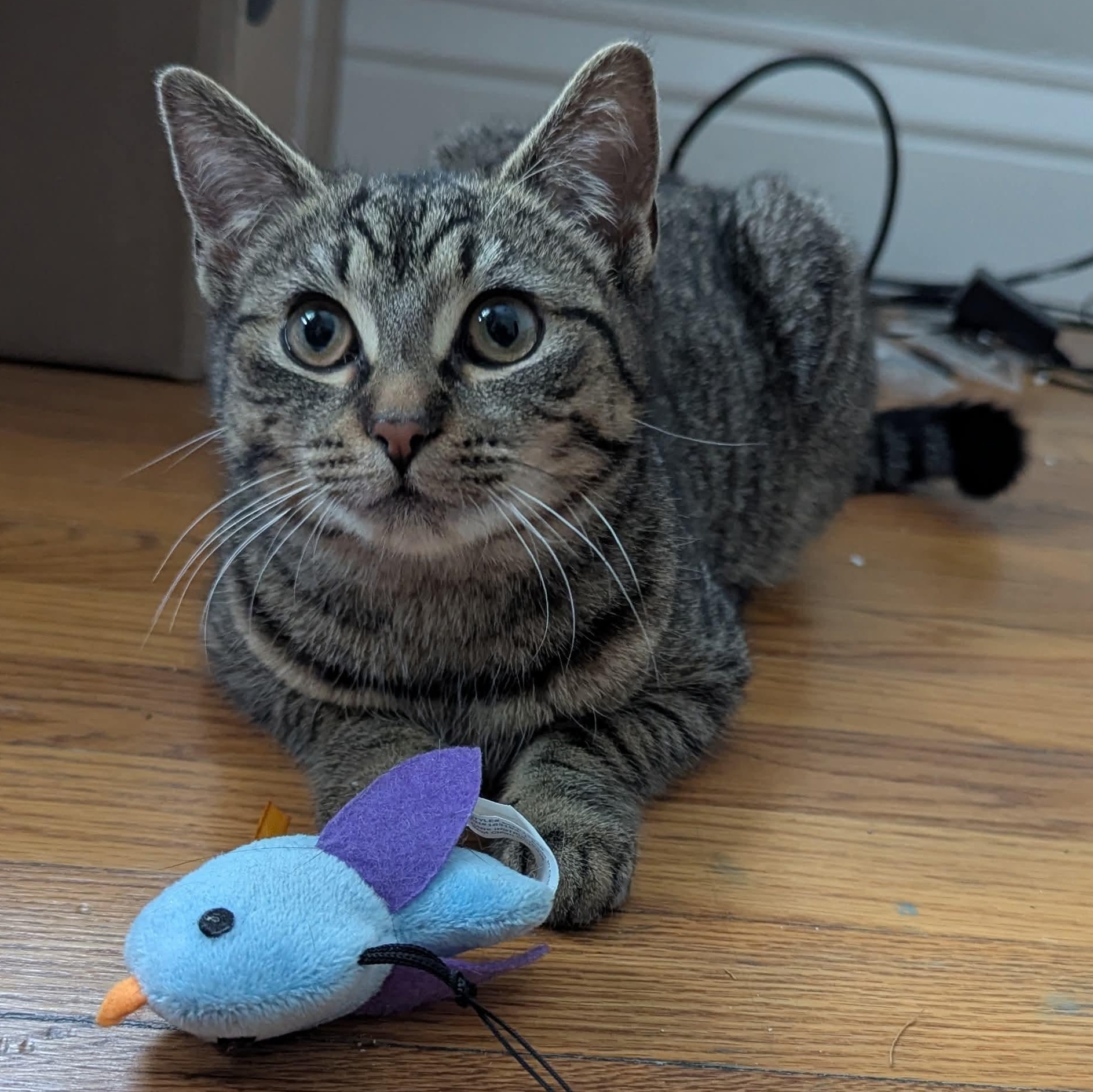 Enlarge Nifty, a ADOPTABLE Domestic Short Hair in Rochester, NY image 4/6