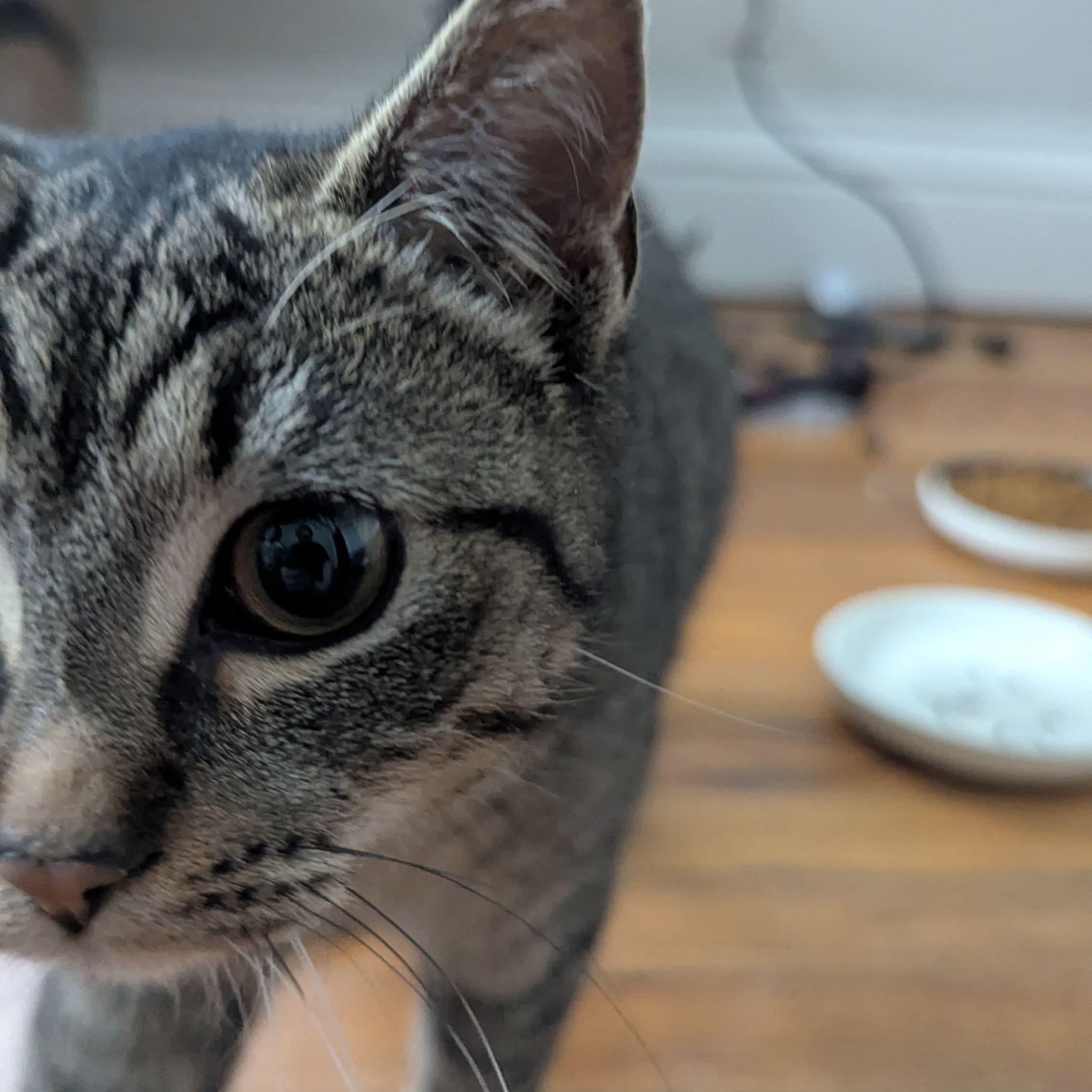 Enlarge Nifty, a ADOPTABLE Domestic Short Hair in Rochester, NY image 6/6