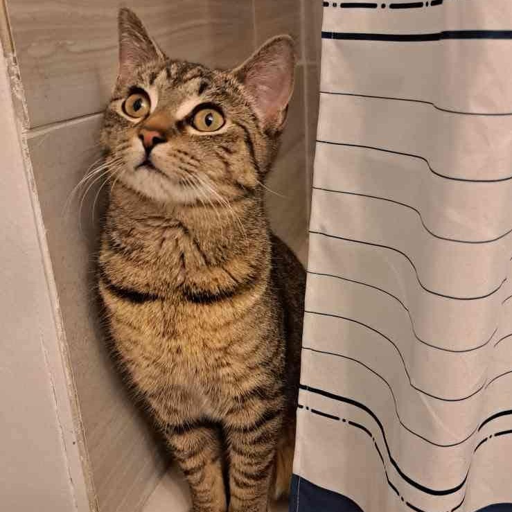 Enlarge Nifty, a ADOPTABLE Domestic Short Hair in Rochester, NY image 5/6