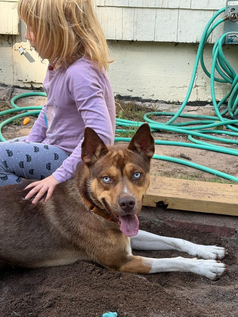 Enlarge Prince Titan, a Adoptable Husky in Cloquet, MN image 1/2