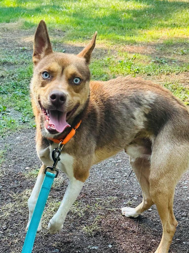 Enlarge Prince Titan, a Adoptable Husky in Cloquet, MN image 2/2