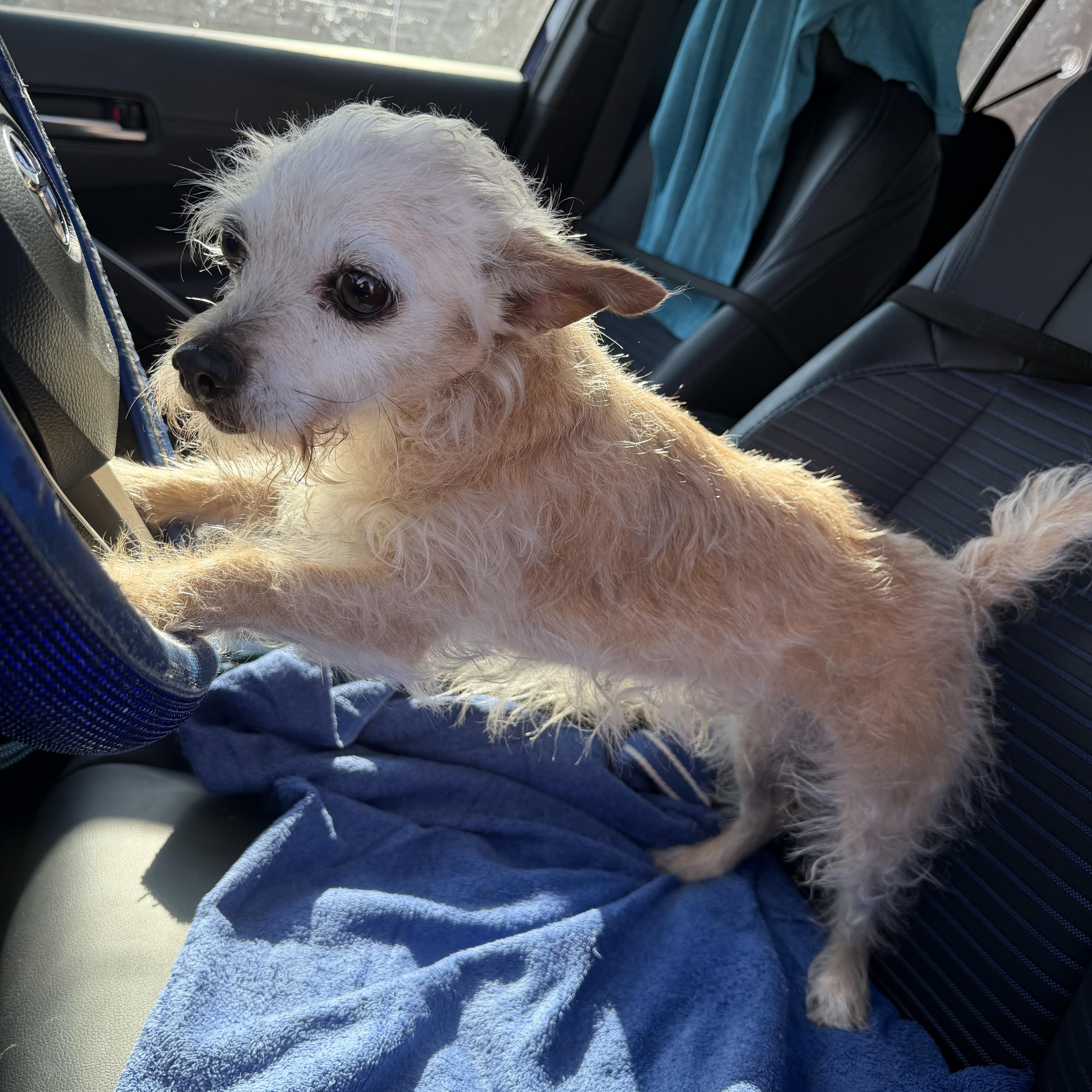 Enlarge Daisy3, an adopted Terrier in Phoenix, AZ image 1/5