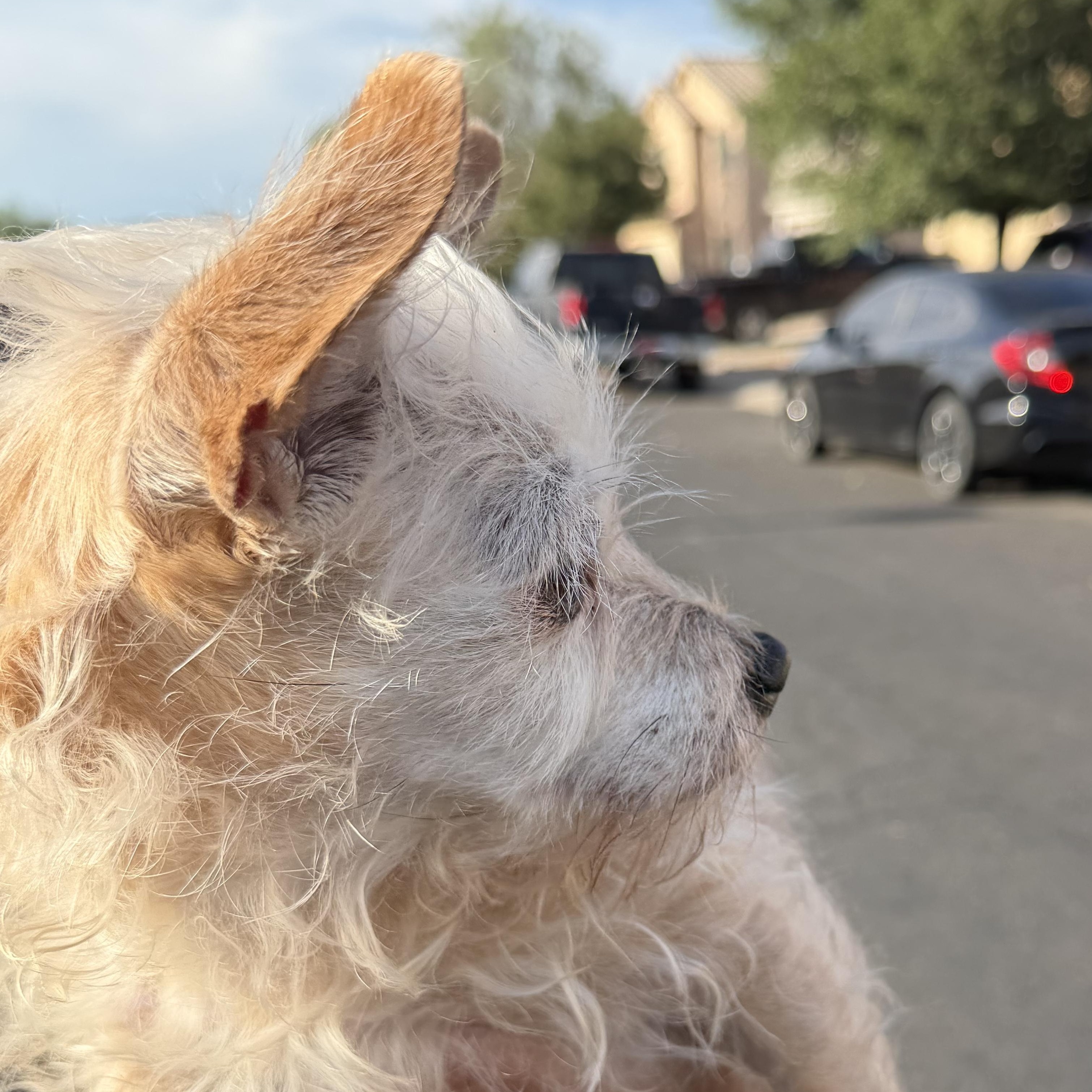 Enlarge Daisy3, an adopted Terrier in Phoenix, AZ image 5/5