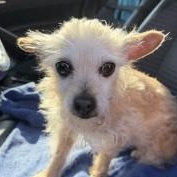 Enlarge Daisy3, an adopted Terrier in Phoenix, AZ image 4/5