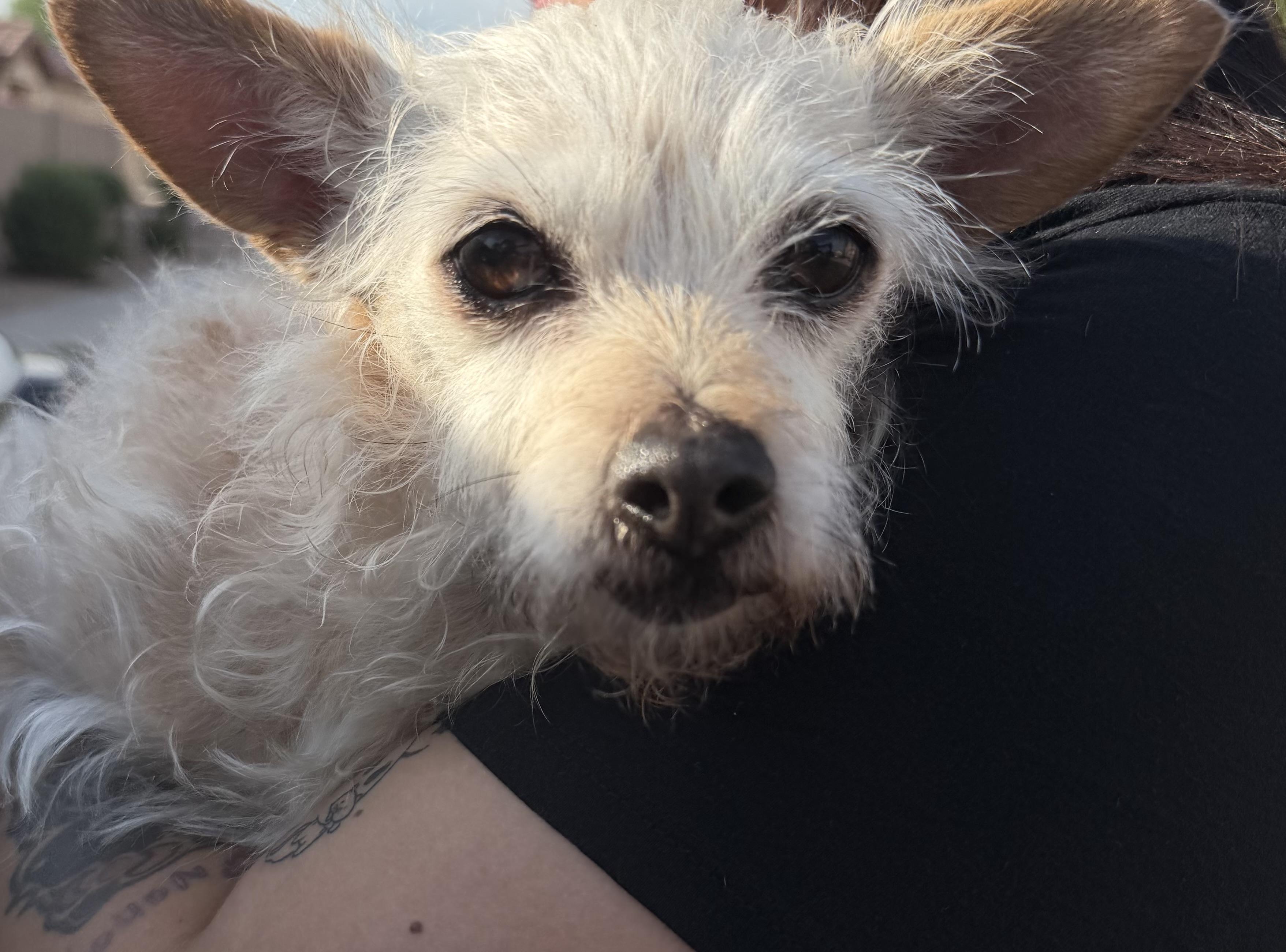 Enlarge Daisy3, an adopted Terrier in Phoenix, AZ image 2/5