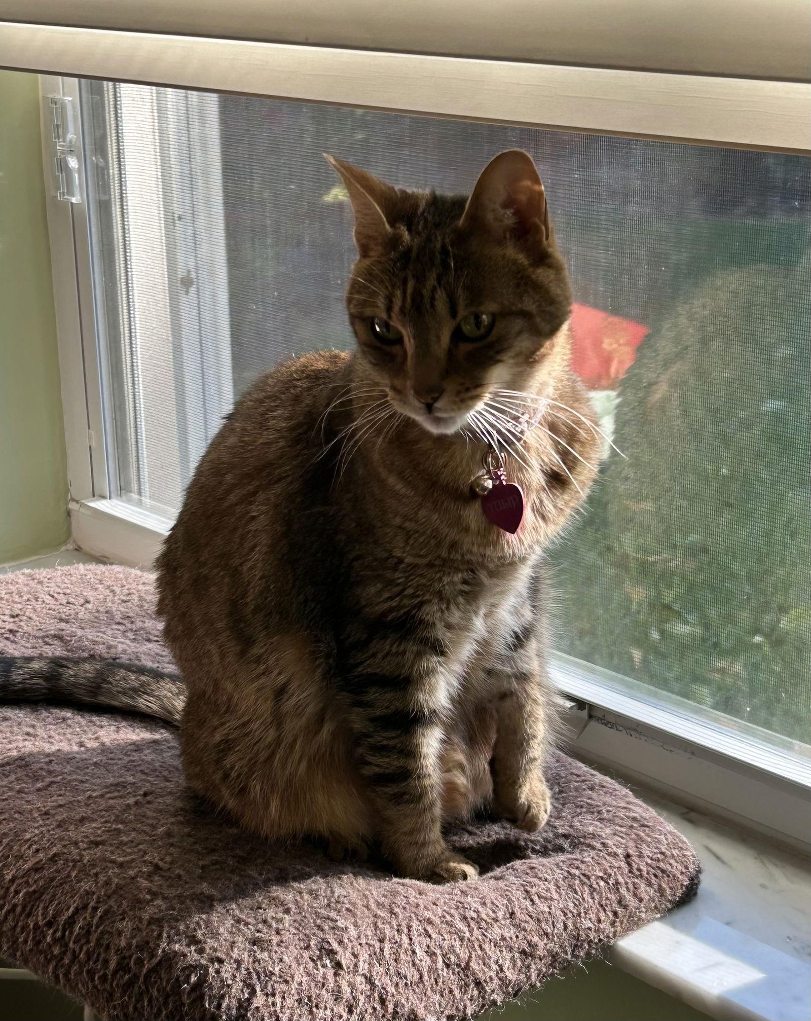 Tulip, Adopted, Adult Female Calico & Domestic Short Hair.