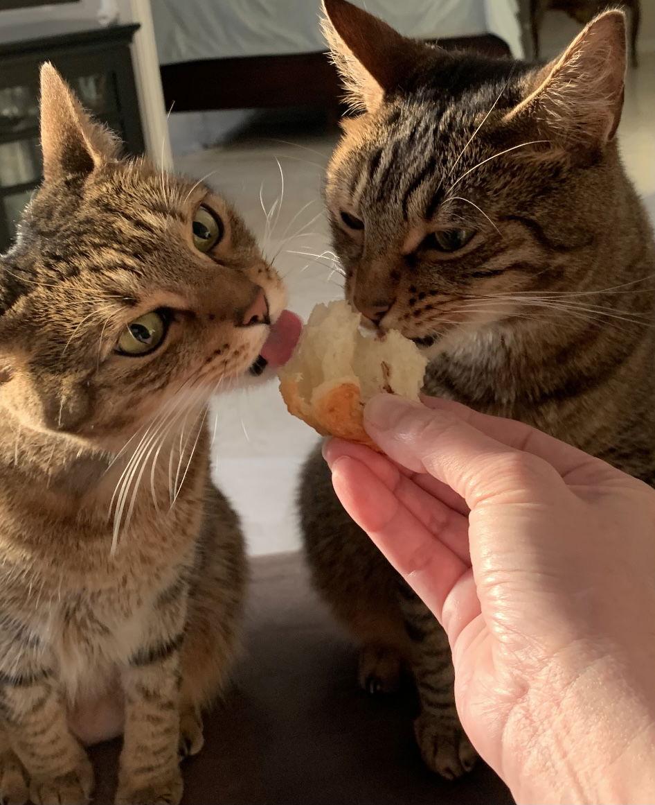 Enlarge Tulip, a Adopted mixed breed in West Palm Beach, FL image 2/3