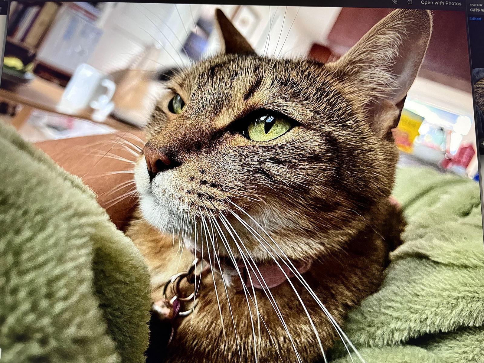 Enlarge Tulip, a Adopted mixed breed in West Palm Beach, FL image 3/3