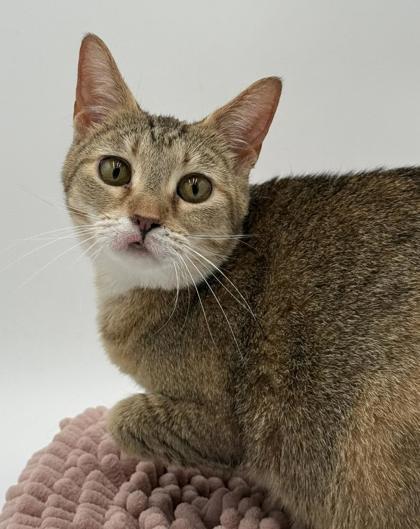 Enlarge Kiki~ SO SWEET!, a Adoptable mixed breed in Bowling Green, KY image 1/2