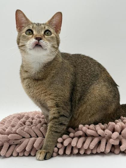 Enlarge Kiki~ SO SWEET!, a Adoptable mixed breed in Bowling Green, KY image 2/2