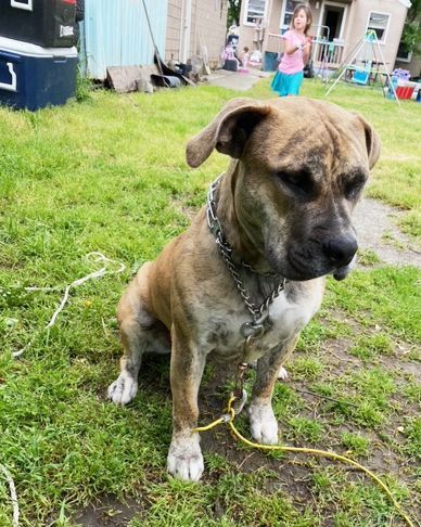 Bell, Adopted, Young Female American Staffordshire Terrier.