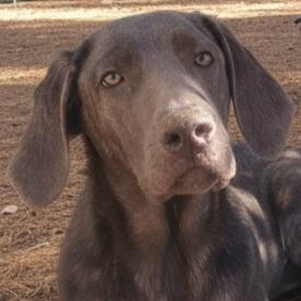 Reef, Adoptable, Young Male Labrador Retriever.