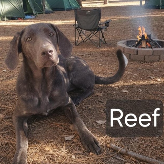Enlarge Reef, a Adoptable mixed breed in Gilbert, AZ image 2/2