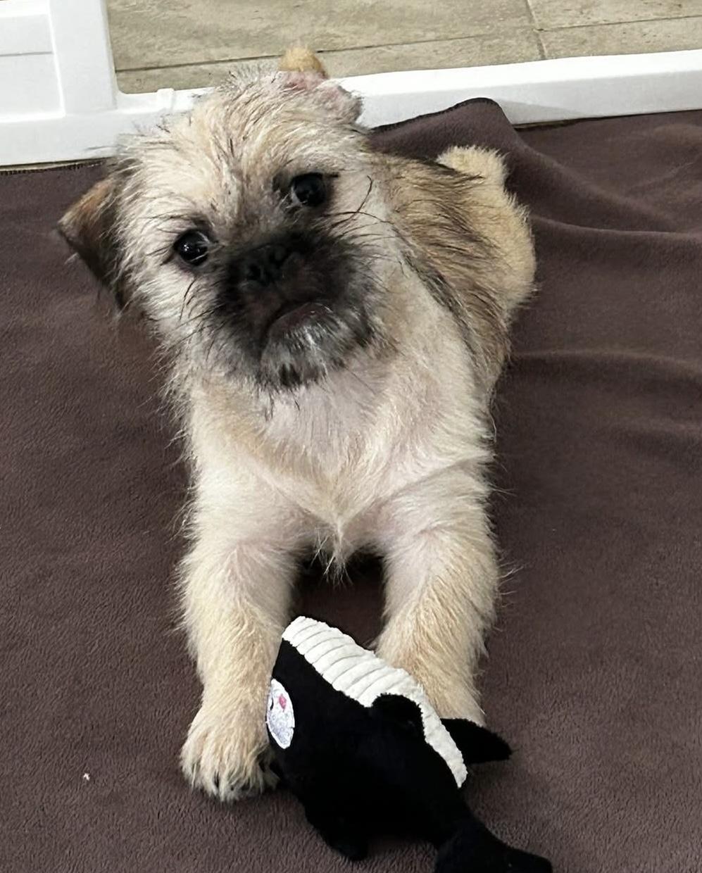 Cricket, a ADOPTABLE mixed breed in Corona Del Mar, CA image 2/4