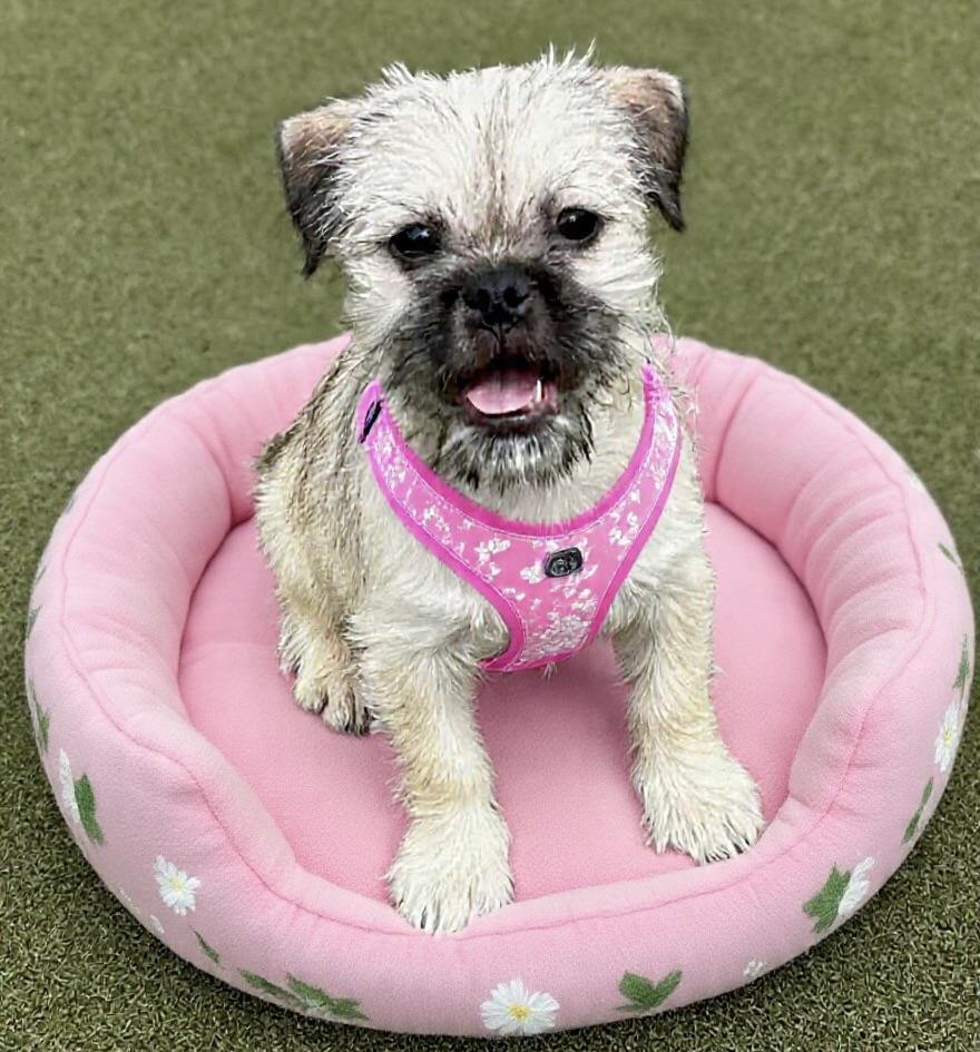Cricket, ADOPTABLE, Puppy Female Pug & Terrier.