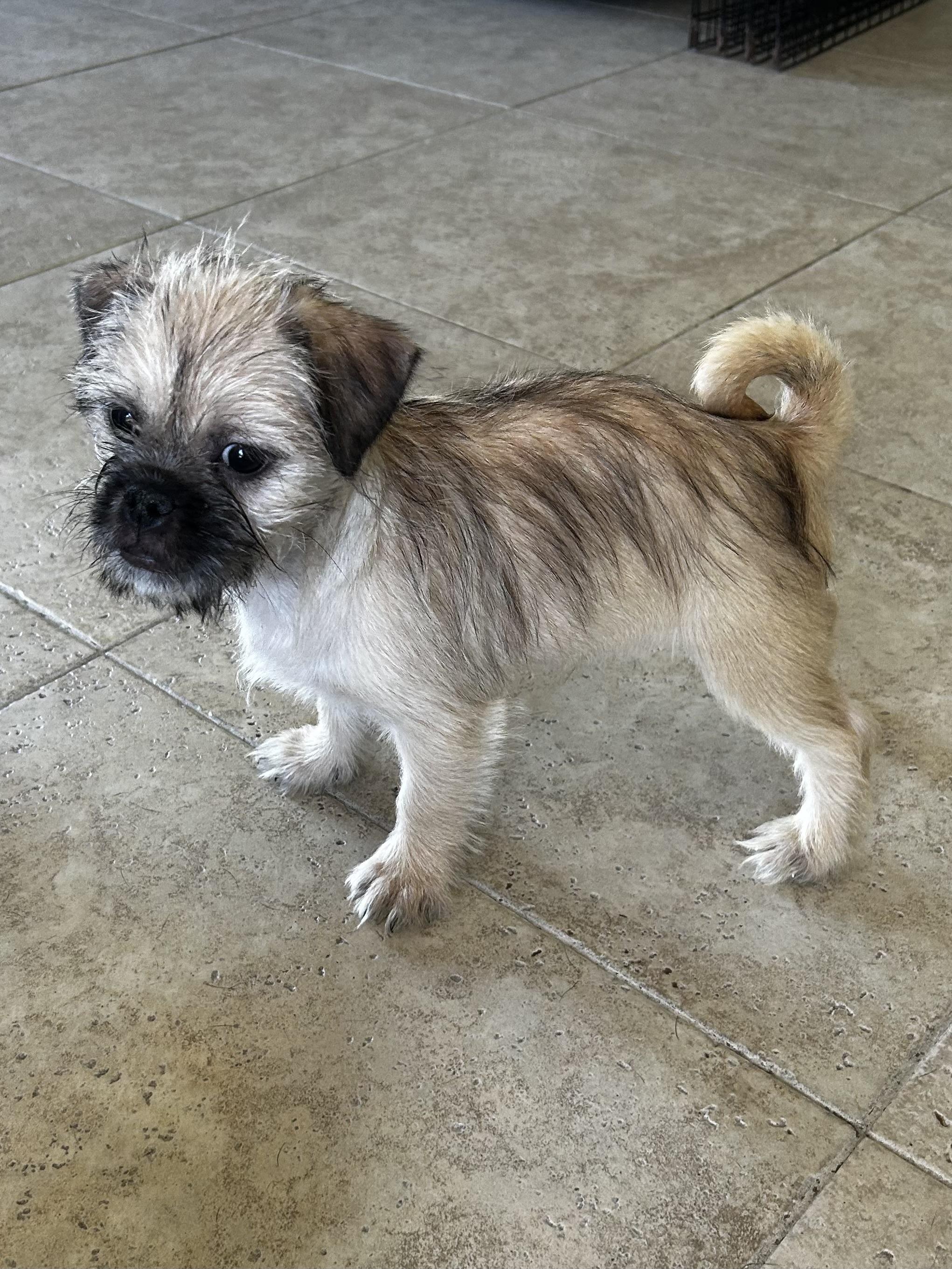 Cricket, a ADOPTABLE mixed breed in Corona Del Mar, CA image 4/4