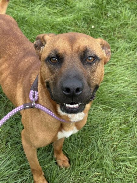 Enlarge Dagwood, a Adoptable mixed breed in Lancaster, OH image 1/1