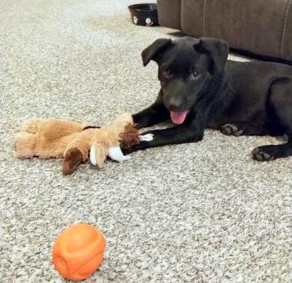 KENOBEE- precious pup!