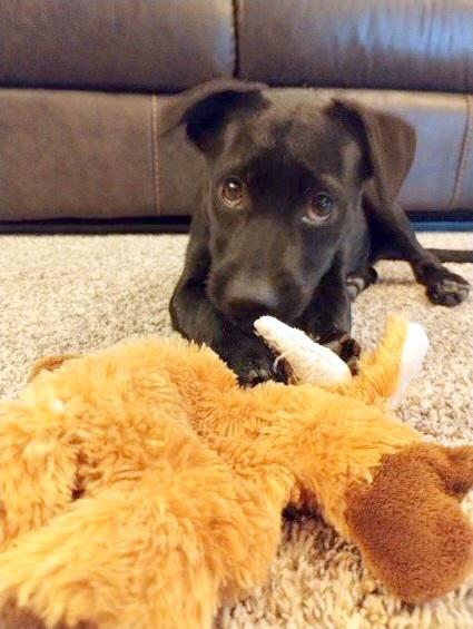 KENOBEE- precious pup!