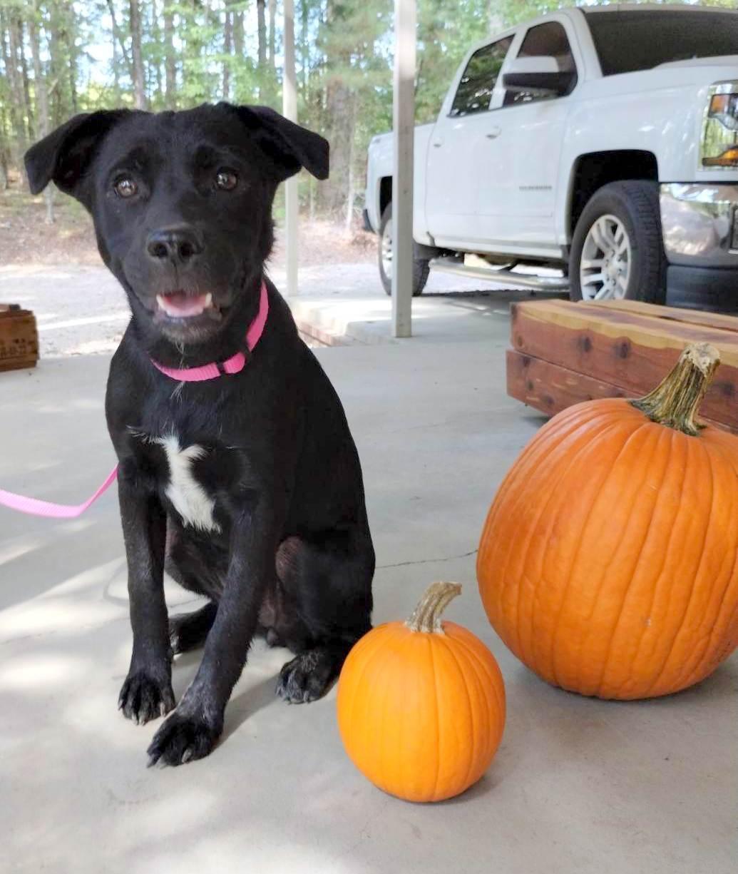 KENOBEE- precious pup!