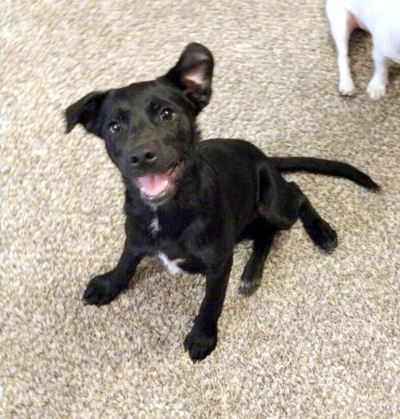 KENOBEE- precious pup!