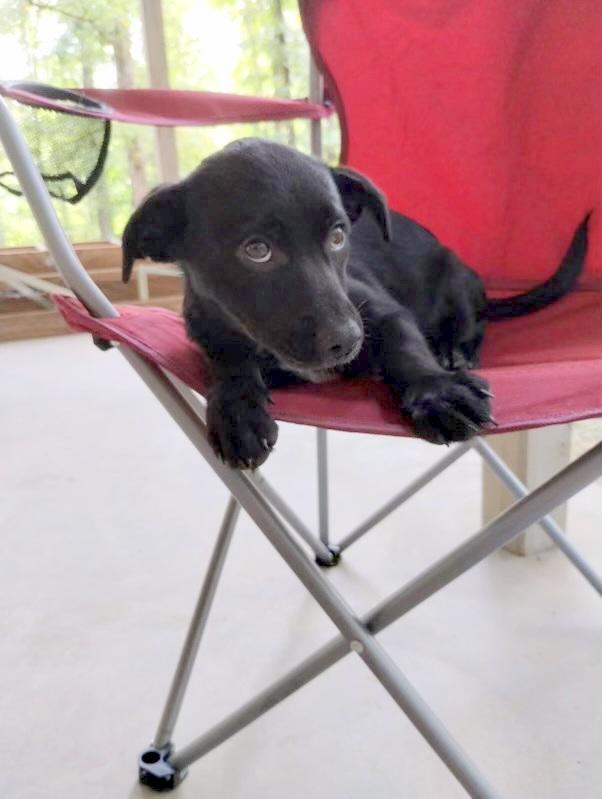 KENOBEE- precious pup!