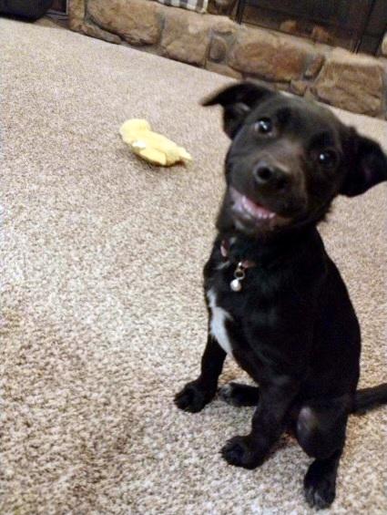 KENOBEE- precious pup!