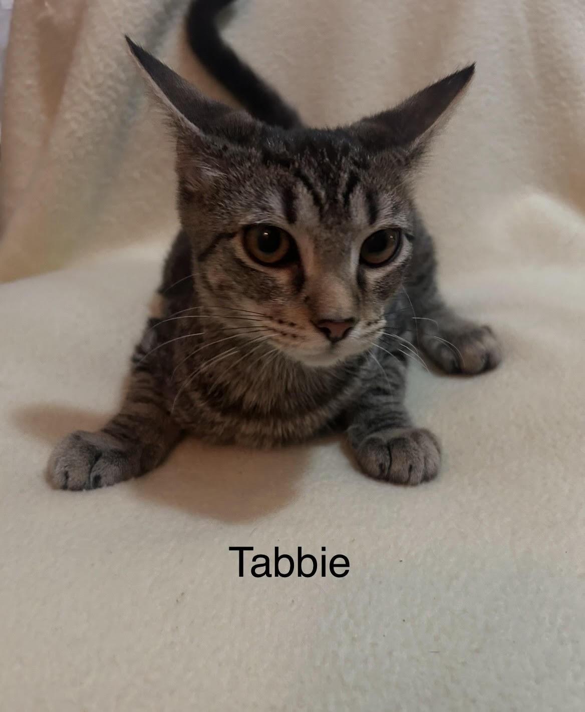 Tabbie, Adopted, Kitten Male Domestic Short Hair.