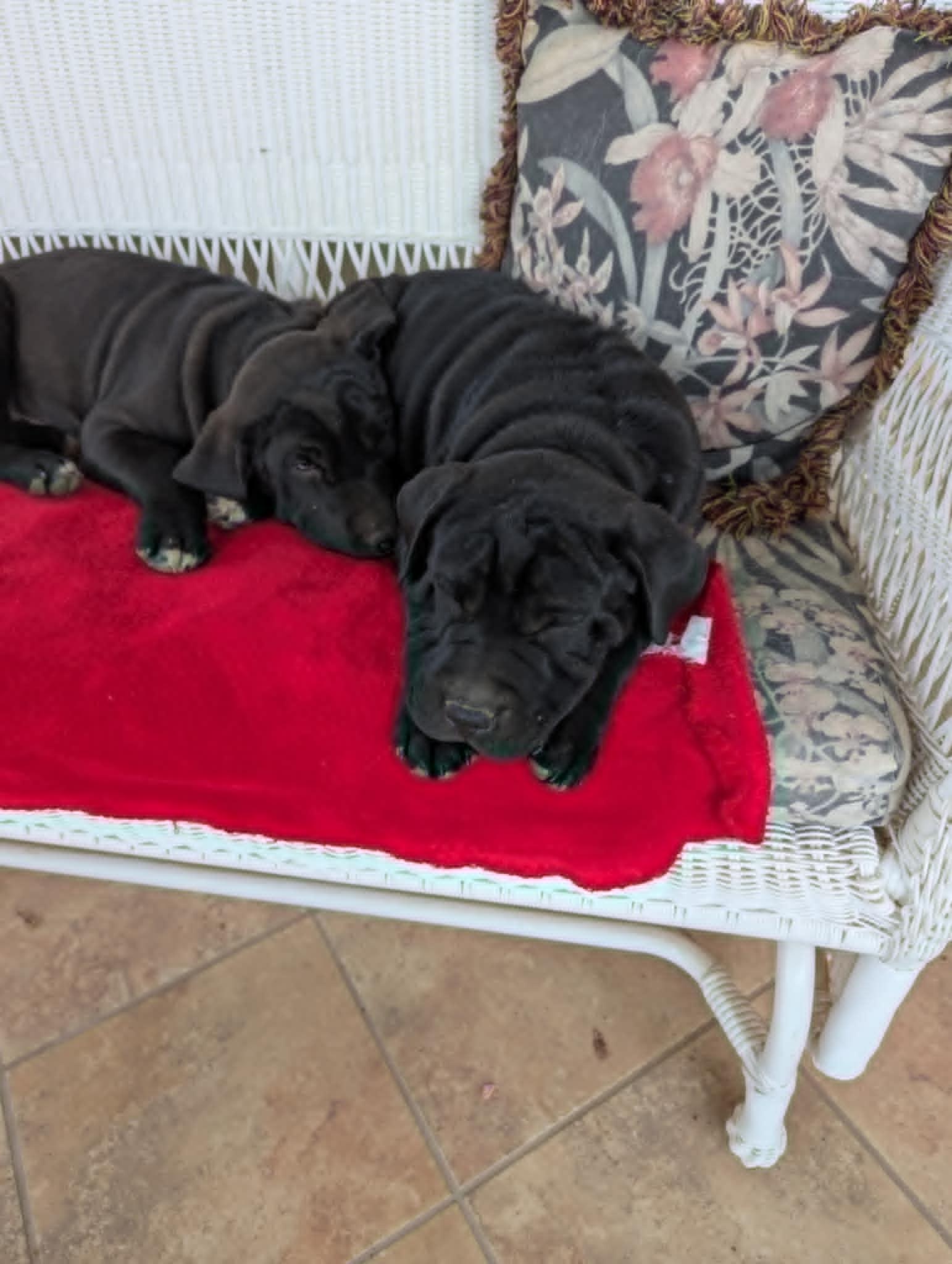 Claus, Adopted, Puppy Male Shar-Pei & Black Labrador Retriever.