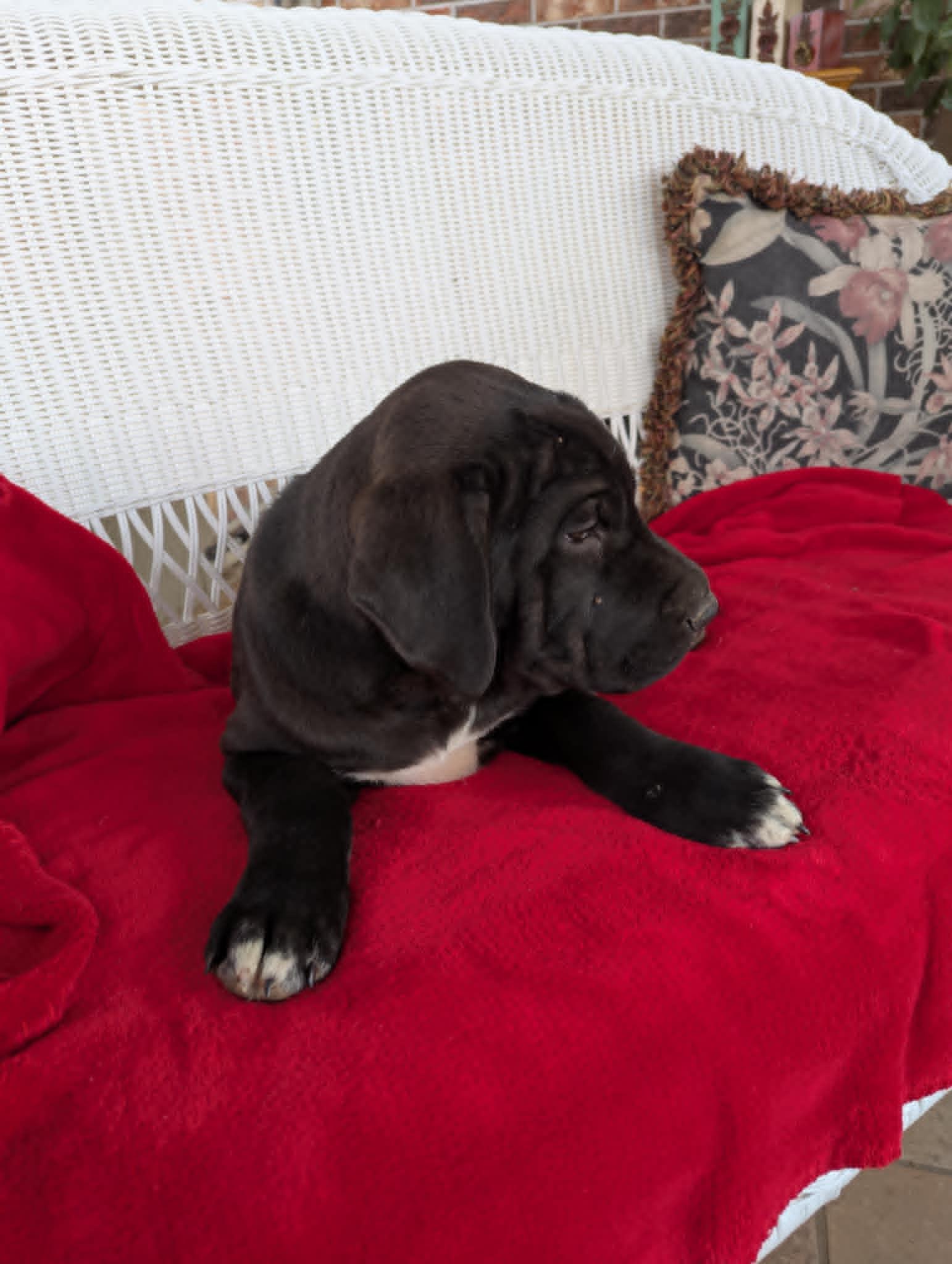 Enlarge Claus, a Adopted mixed breed in Hasbrouck Heights, NJ image 2/6