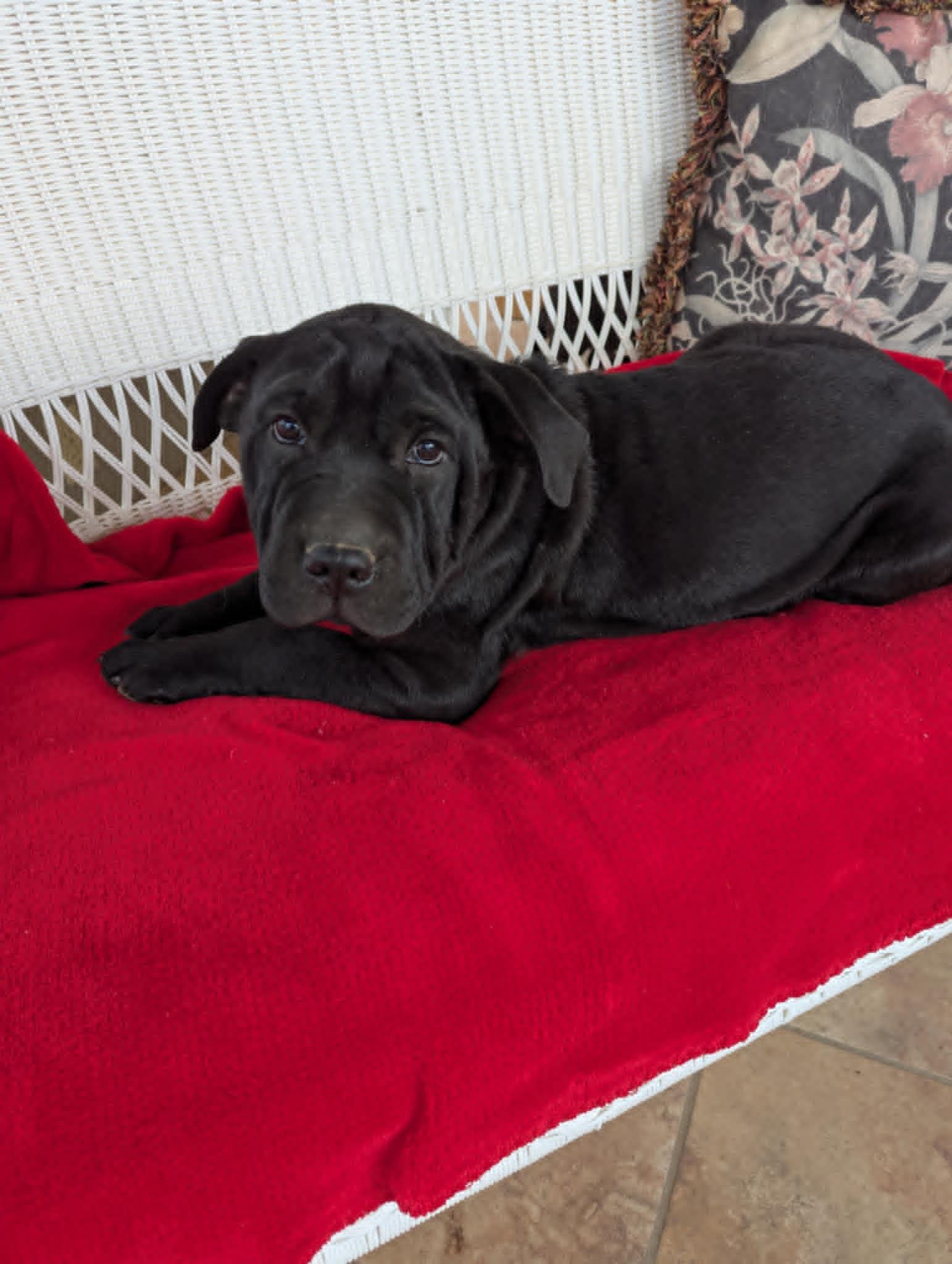 Enlarge Claus, a Adopted mixed breed in Hasbrouck Heights, NJ image 3/6