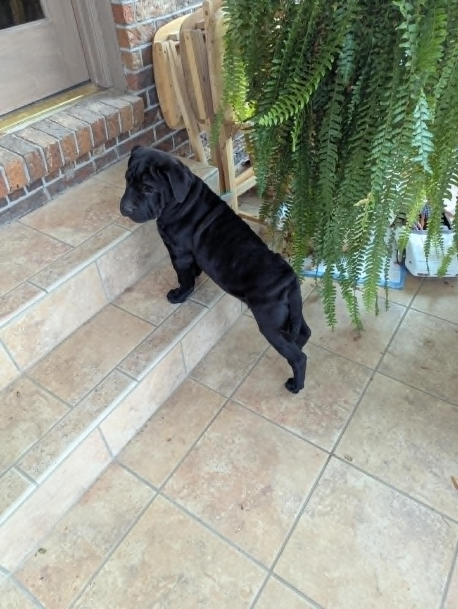 Enlarge Claus, a Adopted mixed breed in Hasbrouck Heights, NJ image 5/6