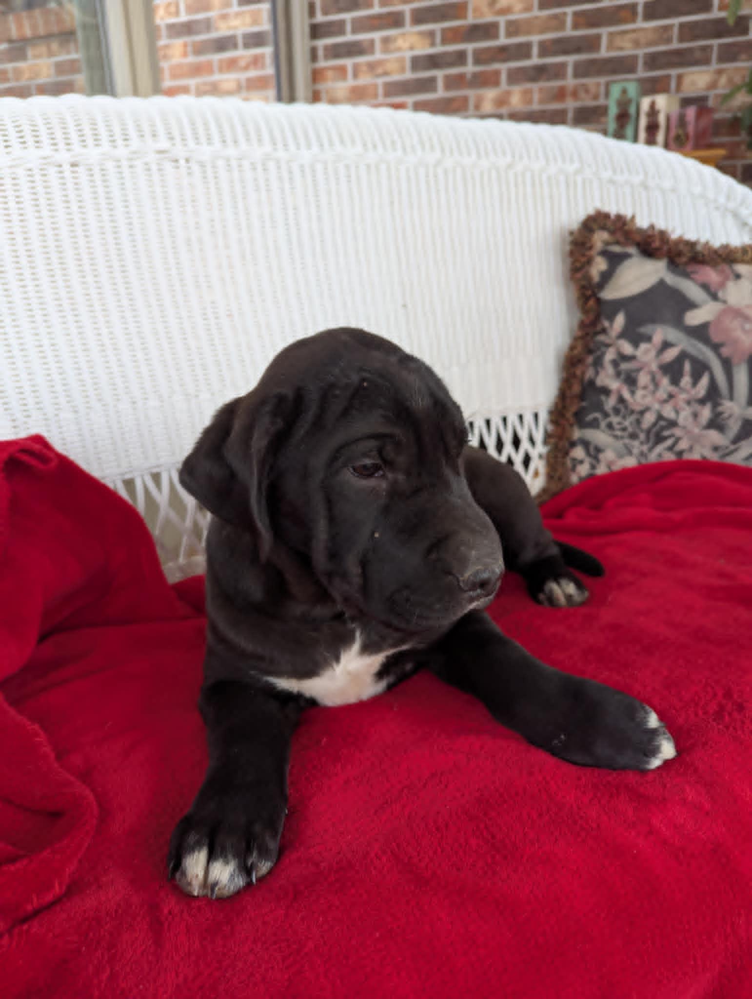 Enlarge Claus, a Adopted mixed breed in Hasbrouck Heights, NJ image 6/6