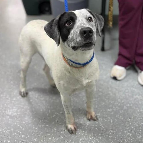 Enlarge Alfalfa, a ADOPTABLE mixed breed in Bardstown, KY image 5/5