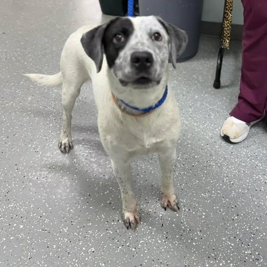 Enlarge Alfalfa, a ADOPTABLE mixed breed in Bardstown, KY image 3/5