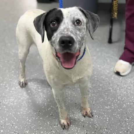 Enlarge Alfalfa, a ADOPTABLE mixed breed in Bardstown, KY image 1/5