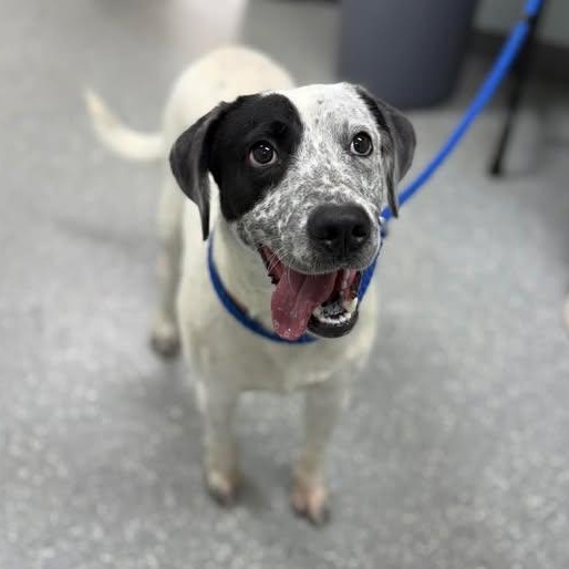 Enlarge Alfalfa, a ADOPTABLE mixed breed in Bardstown, KY image 4/5
