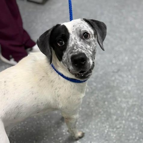 Enlarge Alfalfa, a ADOPTABLE mixed breed in Bardstown, KY image 2/5