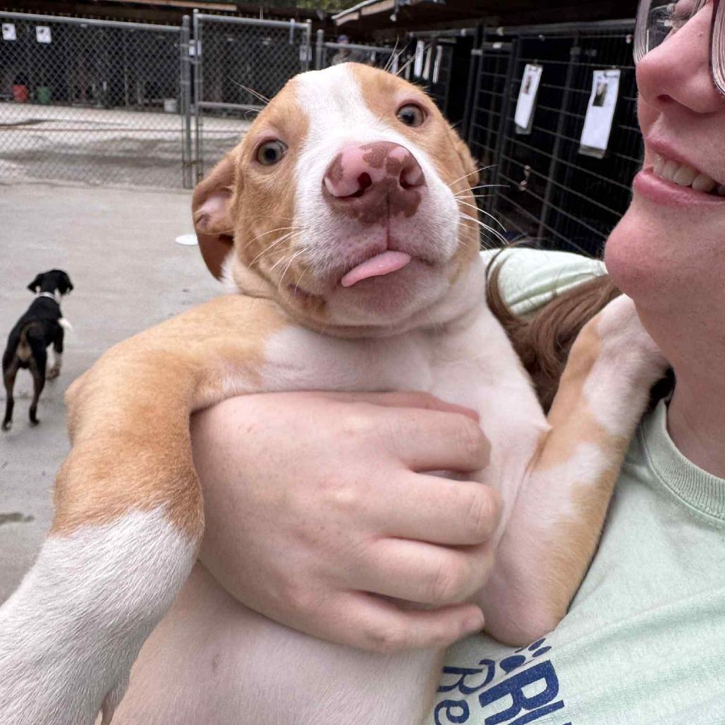 Enlarge Arwen, a ADOPTABLE mixed breed in Kittery, ME image 4/4