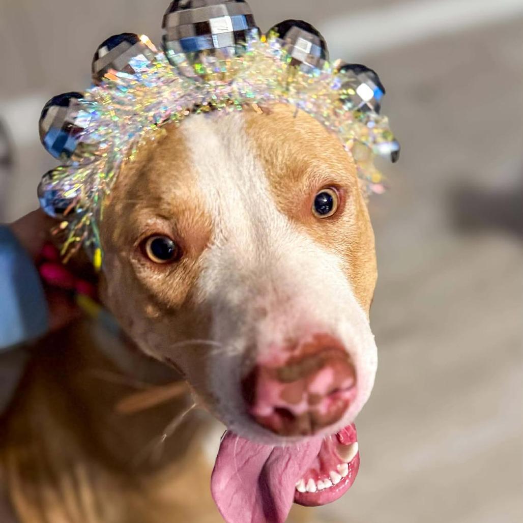 Enlarge Arwen, a ADOPTABLE mixed breed in Kittery, ME image 2/4