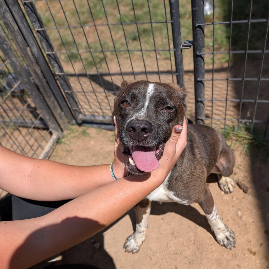 Hagrid, Adoptable, Adult Male German Shorthaired Pointer.