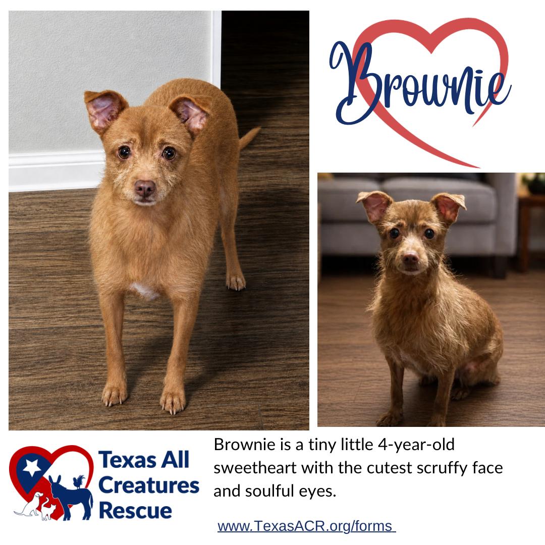 Enlarge Brownie, a Adoptable mixed breed in Alvarado, TX image 1/1